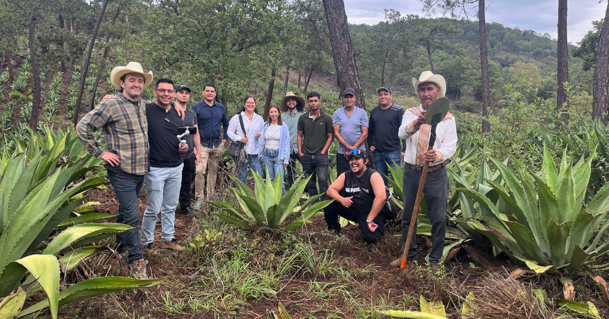 Agave field visit